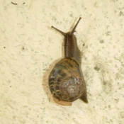 Photo d'Escargot