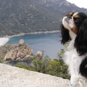 Photo de Cavalier king charles spaniel