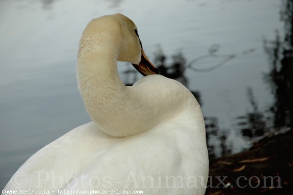 Photo de Cygne