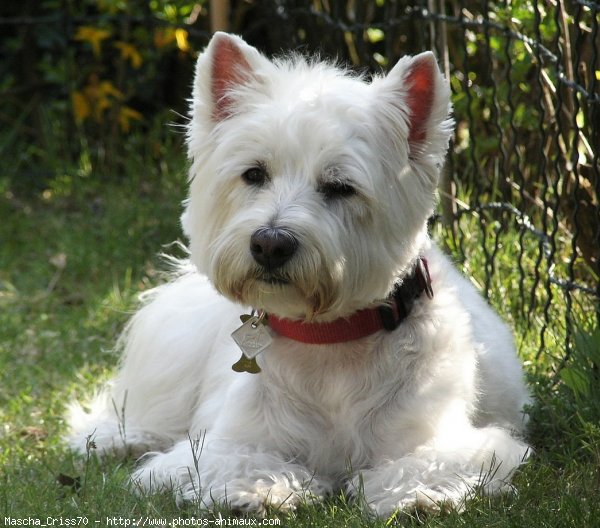 Photo de West highland white terrier