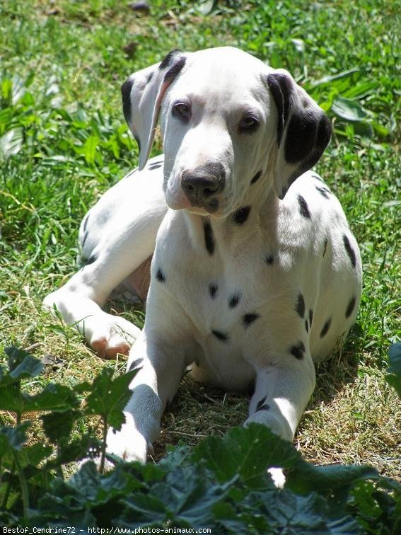 Photo de Dalmatien