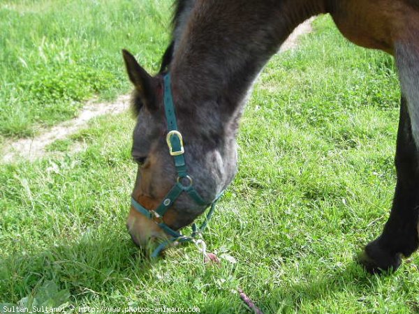 Photo de Races diffrentes