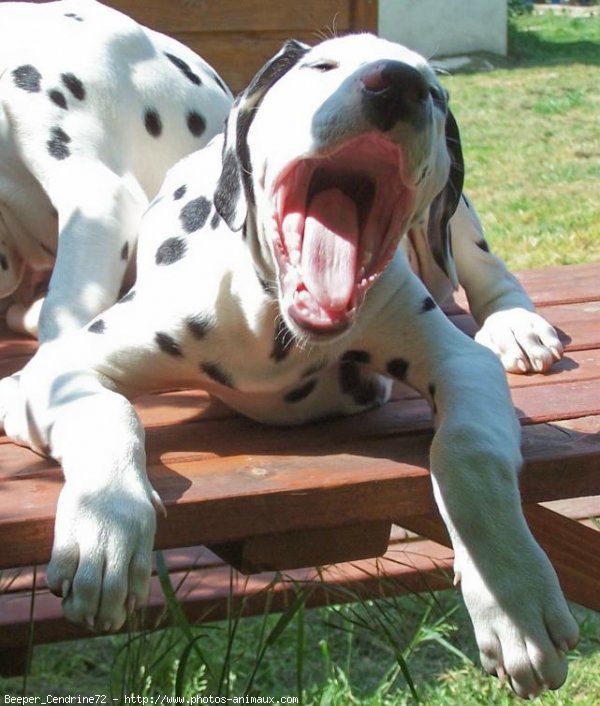 Photo de Dalmatien