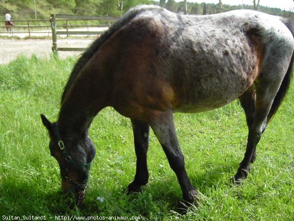 Photo de Races diffrentes