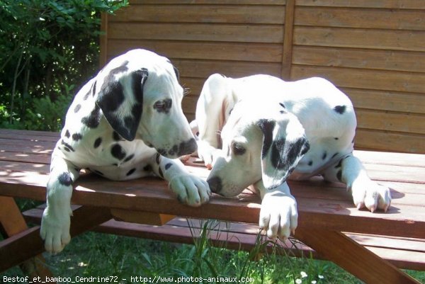 Photo de Dalmatien