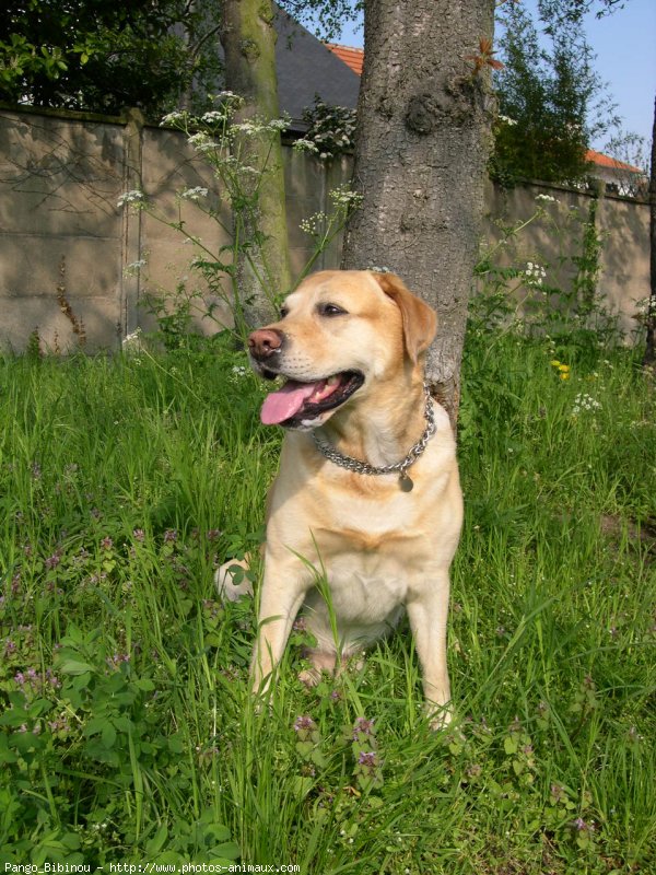 Photo de Labrador retriever