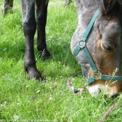 Photo de Races diffrentes