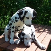 Photo de Dalmatien