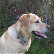 Photo de Labrador retriever