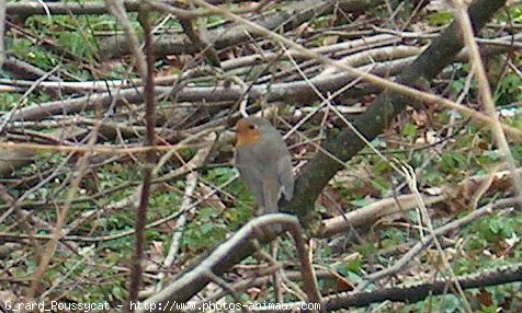 Photo de Rouge gorge