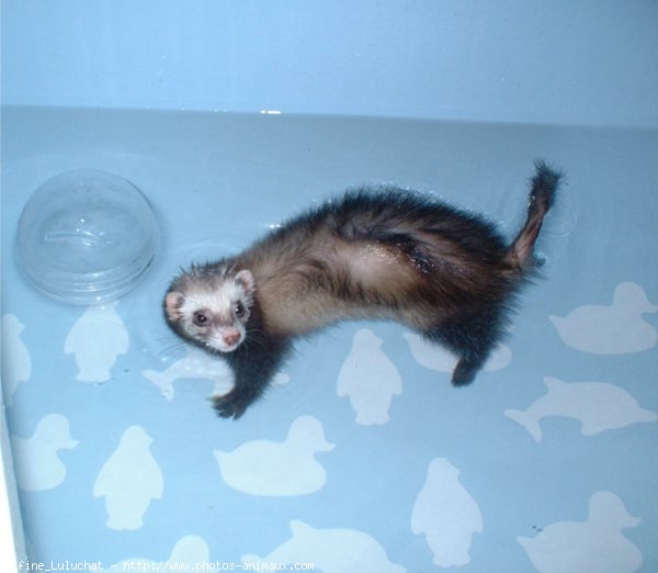 Photo de Furet