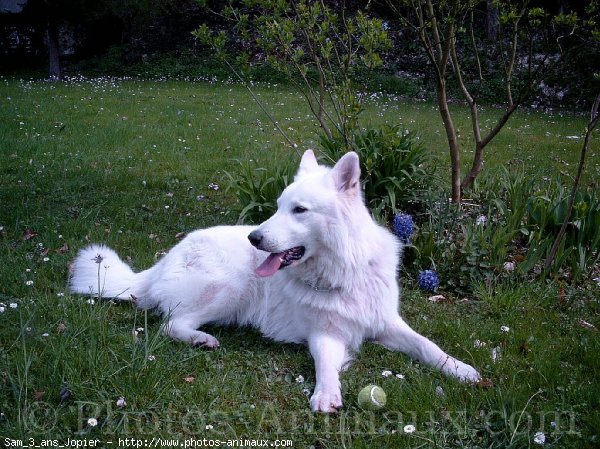 Photo de Berger blanc suisse