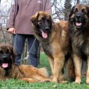 Photo de Leonberg