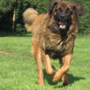 Photo de Leonberg