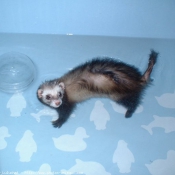 Photo de Furet