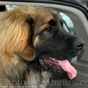 Photo de Leonberg