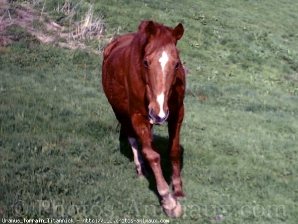 Photo de Selle franais