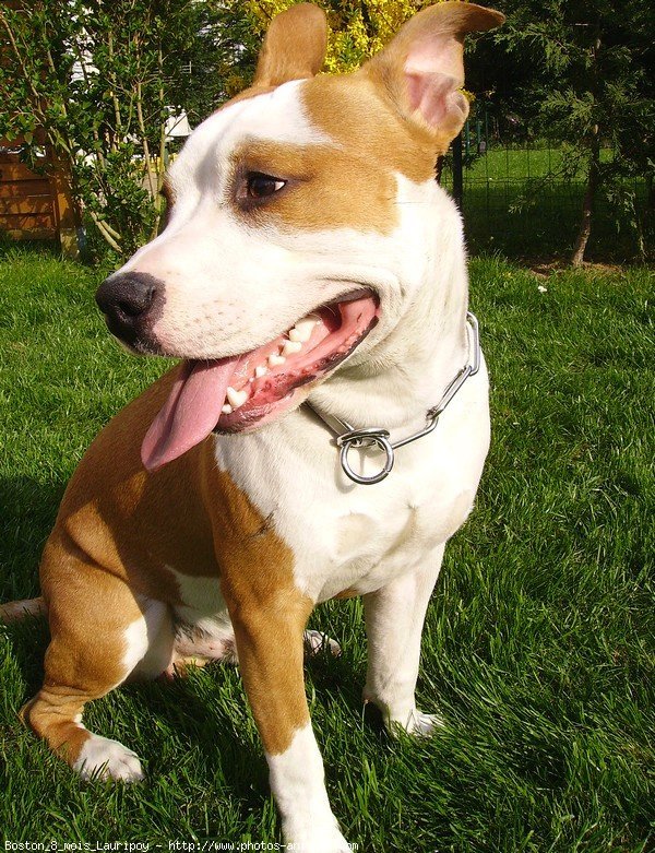 Photo d'American staffordshire terrier