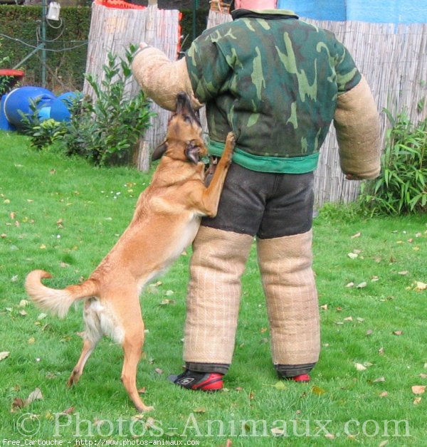 Photo de Berger belge malinois