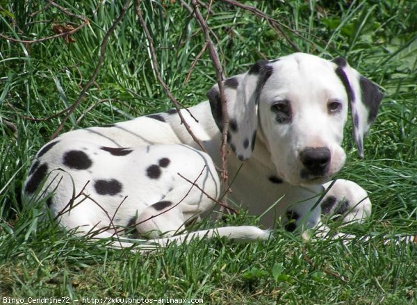 Photo de Dalmatien