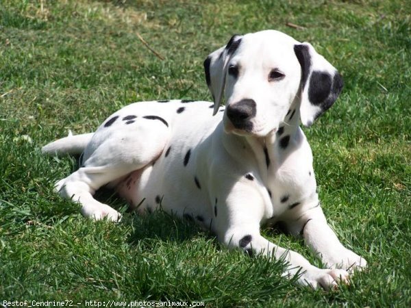 Photo de Dalmatien