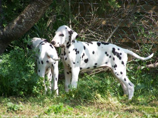 Photo de Dalmatien