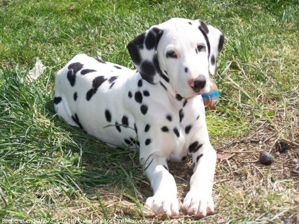 Photo de Dalmatien