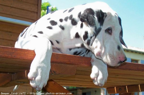 Photo de Dalmatien