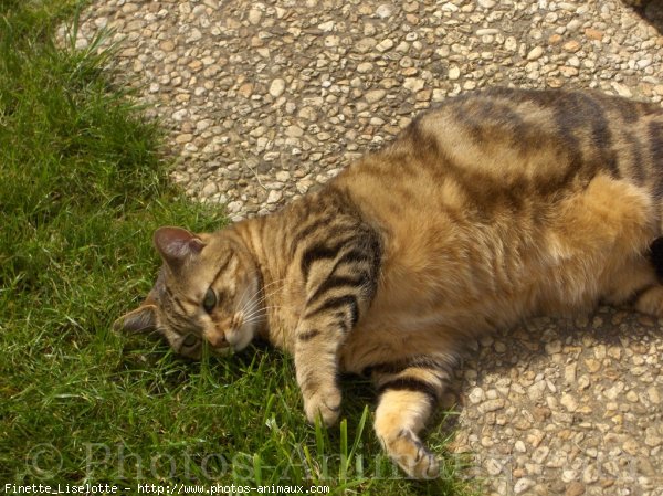 Photo de Chat domestique