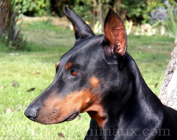 Photo de Dobermann