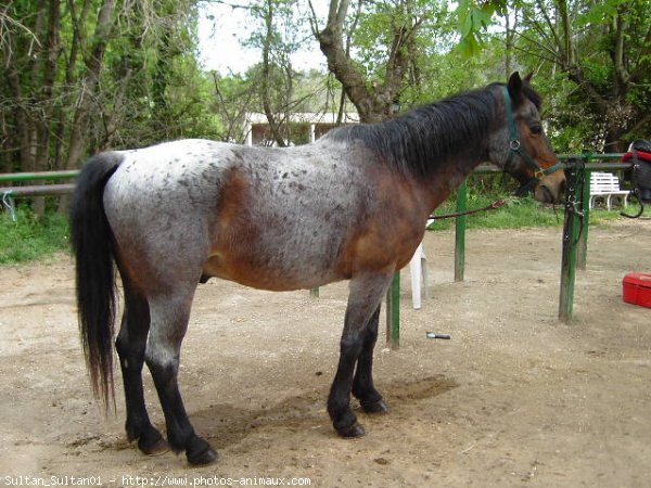 Photo de Races diffrentes