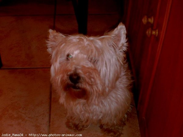 Photo de West highland white terrier