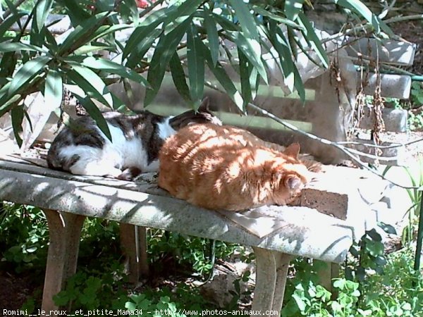 Photo de Chat domestique