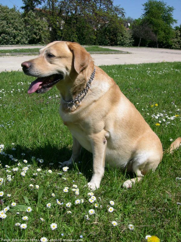 Photo de Labrador retriever