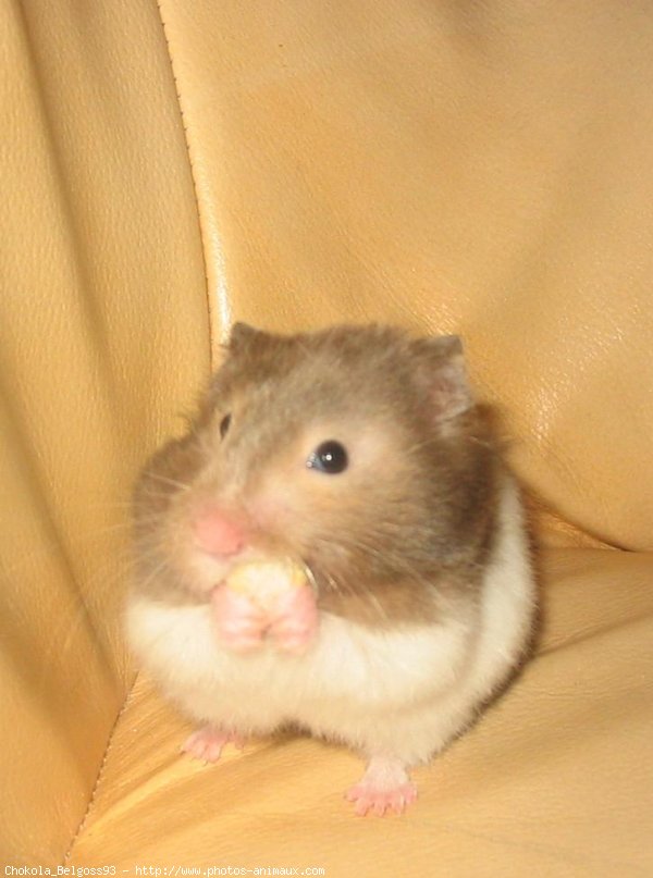 Photo de Hamster