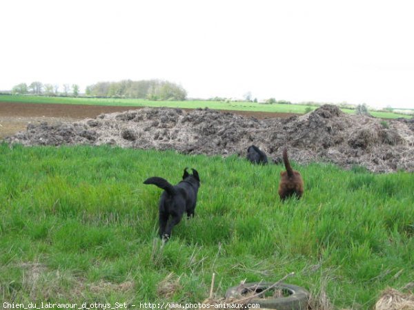 Photo de Labrador retriever