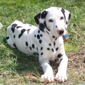 Photo de Dalmatien