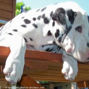 Photo de Dalmatien