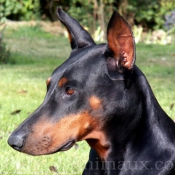 Photo de Dobermann