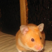 Photo de Hamster