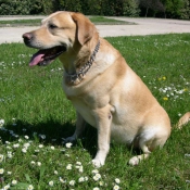 Photo de Labrador retriever