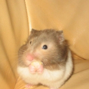 Photo de Hamster