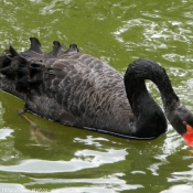 Photo de Cygne