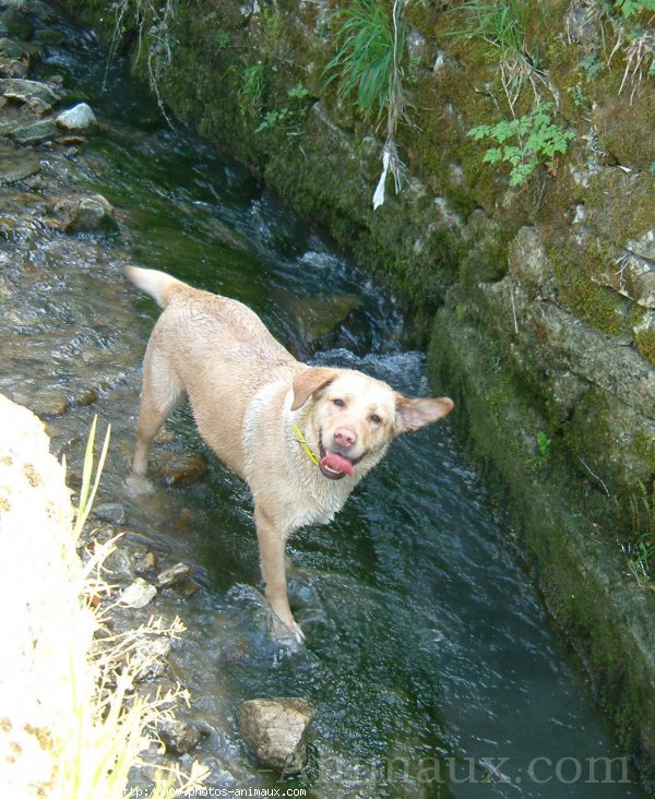 Photo de Labrador retriever