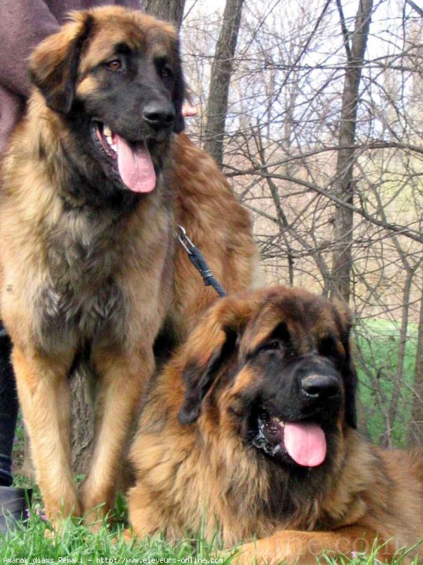 Photo de Leonberg