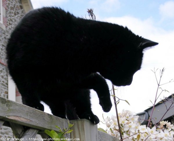 Photo de Chat domestique