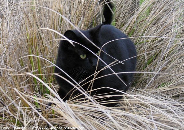 Photo de Chat domestique