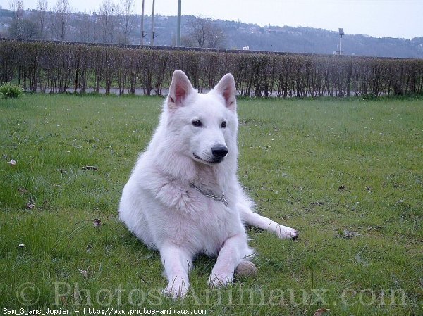 Photo de Berger blanc suisse