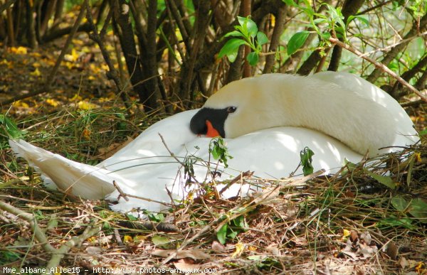 Photo de Cygne