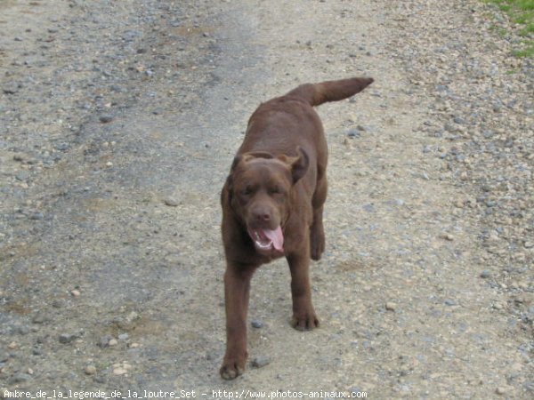 Photo de Labrador retriever